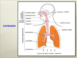 CAVIDADES 