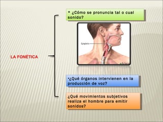 LA FONÉTICA * ¿Cómo se pronuncia tal o cual sonido? ¿Qué órganos intervienen en la producción de voz? ¿Qué movimientos subjetivos realiza el hombre para emitir sonidos? 