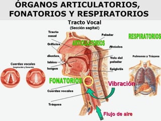 ÓRGANOS ARTICULATORIOS,
FONATORIOS Y RESPIRATORIOS
 