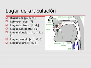 Lugar de articulación
 Bilabiales: [p, b, m]
 Labiodentales: [f]
 Linguodentales: [t, d,]
 Linguointerdental: [θ]
 Linguoalveolar: [s, n, l, r,
  ř]
 Linguopalatal: [c, Ĵ, ñ, λ]
 Linguovelar: [k, x, g]
 