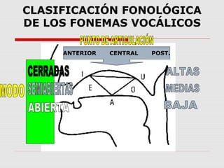 CLASIFICACIÓN FONOLÓGICA
DE LOS FONEMAS VOCÁLICOS

     ANTERIOR   CENTRAL   POST.
 