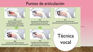 Puntos de articulación
Técnica
vocal
 