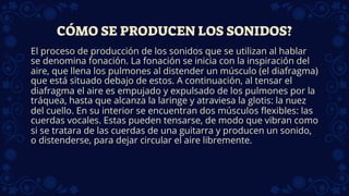 CÓMO SE PRODUCEN LOS SONIDOS?
El proceso de producción de los sonidos que se utilizan al hablar
se denomina fonación. La fonación se inicia con la inspiración del
aire, que llena los pulmones al distender un músculo (el diafragma)
que está situado debajo de estos. A continuación, al tensar el
diafragma el aire es empujado y expulsado de los pulmones por la
tráquea, hasta que alcanza la laringe y atraviesa la glotis: la nuez
del cuello. En su interior se encuentran dos músculos flexibles: las
cuerdas vocales. Estas pueden tensarse, de modo que vibran como
si se tratara de las cuerdas de una guitarra y producen un sonido,
o distenderse, para dejar circular el aire libremente.
 