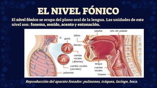 Reproducción del aparato fonador: pulmones, tráquea, laringe, boca.
El nivel fónico se ocupa del plano oral de la lengua. Las unidades de este
nivel son: fonema, sonido, acento y entonación.
EL NIVEL FÓNICO
 