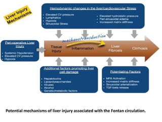 Potential mechanisms of liver injury associated with the Fontan circulation.
 