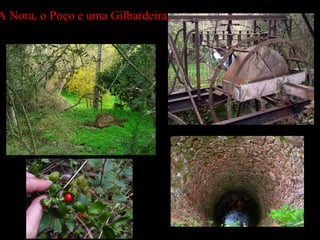 A Nora, o Poço e uma G ilbardeira,  