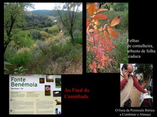 Folhas  de  cornalheira,  arbusto de folha 