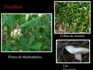 Detalhes Folhas de Aroeira Flores de Medronheiro .. Um Cogumelo 