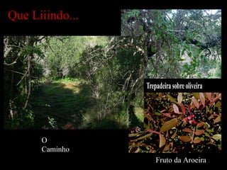Que Liiindo... O Caminho Fruto da Aroeira 