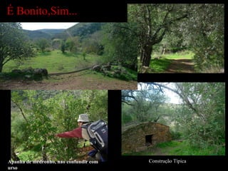 É Bonito,Sim... Apanha de medronho, nao confundir com urso Construção Típica 