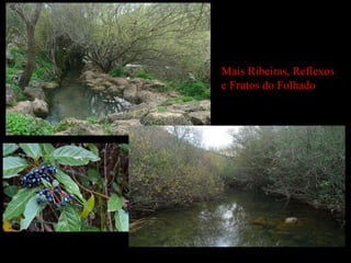 Mais Ribeiras, Reflexos  e  Frutos do Folhado 
