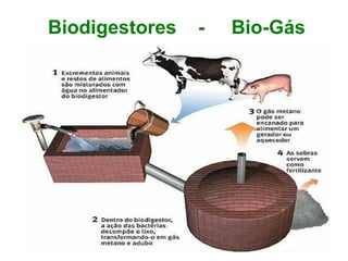 Biodigestores - Bio-Gás
 