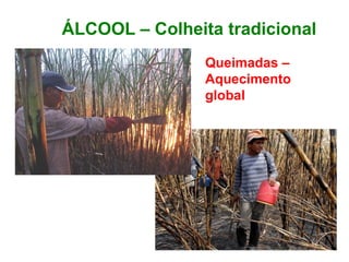 ÁLCOOL – Colheita tradicional
Queimadas –
Aquecimento
global
 