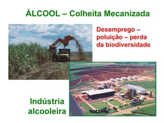 ÁLCOOL – Colheita Mecanizada
Indústria
alcooleira
Desemprego –
poluição – perda
da biodiversidade
 
