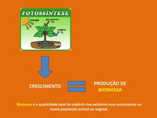 CRESCIMENTO
PRODUÇÃO DE
BIOMASSA
Biomassa é a quantidade total de matéria viva existente num ecossistema ou
numa população animal ou vegetal.
 