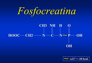 Fosfocreatina
             CH3 NH H      O

HOOC   CH2    N   C   N   ∼P       OH

                          OH


                          ∼   "Gº = -10 kcal
 