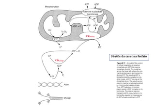 CKmitoc




                    Shuttle da creatina fosfato
CKcitop
 