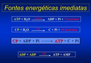 Fontes energéticas imediatas
   ATP + H2O   ATPase      ADP + Pi + 7 kcal/mol


   CP + H2O      CK        C + Pi + 10 kcal/mol


  CP + ADP + Pi                ATP + C + Pi

                      MK
     ADP + ADP                ATP + AMP
 