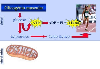 Glicogénio muscular
citosol




                  glucose
                               ATP   ADP + Pi + 11kcal


                 ác.pirúvico         ácido láctico
mitocôndria
 