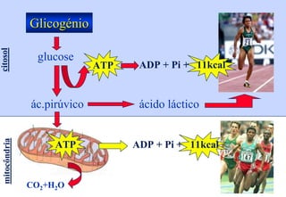 Glicogénio
citosol




                 glucose
                             ATP    ADP + Pi + 11kcal


               ác.pirúvico          ácido láctico
 mitocôndria




                    ATP            ADP + Pi + 11kcal


               CO2+H2O
 