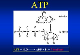 ATP



ATP + H2O   ADP + Pi + 7 kcal/mol
 