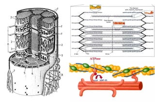 ATPase




  ATP ADP+Pi
 