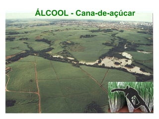 ÁLCOOL - Cana-de-açúcar
 