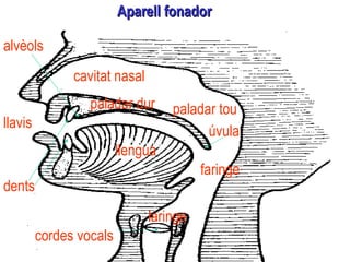 Aparell  fonador Cordes vocals úvula alvèols llavis llengua cavitat nasal dents úvula paladar dur paladar tou cordes vocals faringe laringe 