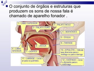  O conjunto de órgãos e estruturas que
produzem os sons de nossa fala é
chamado de aparelho fonador .
 