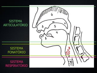 SISTEMA FONATÓRIO SISTEMA ARTICULATÓRIO SISTEMA RESPIRATÓRIO 
