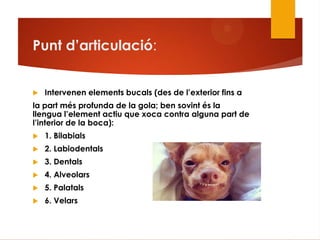 Punt d‟articulació:
 Intervenen elements bucals (des de l‟exterior fins a
la part més profunda de la gola; ben sovint és la
llengua l‟element actiu que xoca contra alguna part de
l‟interior de la boca):
 1. Bilabials
 2. Labiodentals
 3. Dentals
 4. Alveolars
 5. Palatals
 6. Velars
 