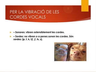 PER LA VIBRACIÓ DE LES
CORDES VOCALS
 – Sonores: vibren ostensiblement les cordes.
 – Sordes: no vibren o a penes sonen les cordes. Són
sordes: [p, t, k, tƒ, ƒ, ts, s].
 