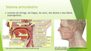 Sistema articulatório 
 consiste da faringe, da língua, do nariz, dos dentes e dos lábios 
(supraglotais). 
Fonte: http://www.ebanataw.com.br/roberto/fonador/boca.jpg 
Fonte: https://encrypted-tbn1. 
gstatic.com/images?q=tbn:ANd9GcT3ouUH8F4bdTRHtunHeyQzY-- 
92coyvHrxLlpfafzU4kfZNMs3 
 