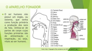 O APARELHO FONADOR 
 O ser humano não 
possui um órgão, ou 
sistema, que tenha 
como função primária 
a produção dos sons 
da fala. Utiliza-se de 
partes do corpo cujas 
funções primárias são 
de alimentação e 
respiração, ou seja, 
vitais ao ser humano. 
Fonte: http://linguageiro.files.wordpress.com/2012/06/aparel11.jpg 
 
