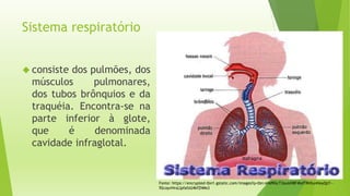 Sistema respiratório 
 consiste dos pulmões, dos 
músculos pulmonares, 
dos tubos brônquios e da 
traquéia. Encontra-se na 
parte inferior à glote, 
que é denominada 
cavidade infraglotal. 
Fonte: https://encrypted-tbn1.gstatic.com/images?q=tbn:ANd9GcT3ouUH8F4bdTRHtunHeyQzY-- 
92coyvHrxLlpfafzU4kfZNMs3 
 