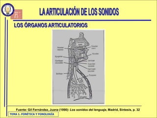 FonéTica Y FonologíA
