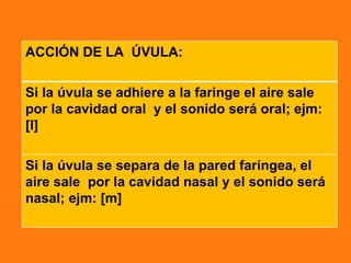 ACCIÓN DE LA ÚVULA:

Si la úvula se adhiere a la faringe el aire sale
por la cavidad oral y el sonido será oral; ejm:
[l]

Si la úvula se separa de la pared faríngea, el
aire sale por la cavidad nasal y el sonido será
nasal; ejm: [m]
 