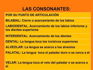LAS CONSONANTES:
POR SU PUNTO DE ARTICULACIÓN
BILABIAL: Cierre o acercamiento de los labios
LABIODENTAL. Acercamiento de los labios inferiores y
los dientes superiores

INTERDENTAL: Acercamiento de los dientes
DENTAL: La lengua toca los incisivos superiores
ALVEOLAR: La lengua se acerca a los alveolos
PALATAL: La lengua toca el paladar duro o se cerca a él


VELAR: La lengua toca el velo del paladar o se acerca a
él
 