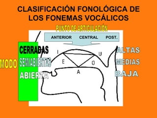 CLASIFICACIÓN FONOLÓGICA DE
  LOS FONEMAS VOCÁLICOS

       ANTERIOR   CENTRAL   POST.
 