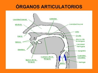 ÓRGANOS ARTICULATORIOS
 