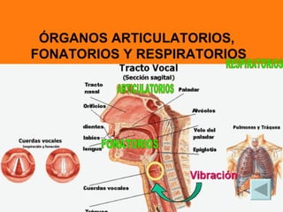 ÓRGANOS ARTICULATORIOS,
FONATORIOS Y RESPIRATORIOS
 