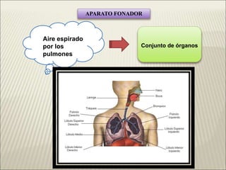 APARATO FONADOR
Aire espirado
por los
pulmones
Conjunto de órganos
 
