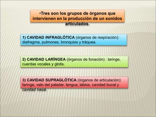 •Tres son los grupos de órganos que
intervienen en la producción de un sonidos
articulados.
1) CAVIDAD INFRAGLÓTICA (órganos de respiración):
diafragma, pulmones, bronquios y tráquea.
2) CAVIDAD LARÍNGEA (órganos de fonación) : laringe,
cuerdas vocales y glotis.
3) CAVIDAD SUPRAGLÓTICA (órganos de articulación):
faringe, velo del paladar, lengua, labios, cavidad bucal y
cavidad nasal.
 