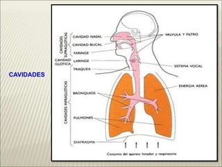 CAVIDADES
 