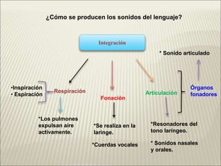 ¿Cómo se producen los sonidos del lenguaje?
Integración
Respiración
Fonación
Articulación
*Los pulmones
expulsan aire
activamente.
•Inspiración
• Espiración
*Se realiza en la
laringe.
*Cuerdas vocales
*Resonadores del
tono laríngeo.
* Sonidos nasales
y orales.
Órganos
fonadores
* Sonido articulado
 