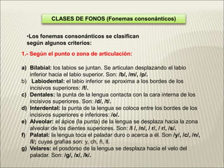 CLASES DE FONOS (Fonemas consonánticos)
•Los fonemas consonánticos se clasifican
según algunos criterios:
1.- Según el punto o zona de articulación:
a) Bilabial: los labios se juntan. Se articulan desplazando el labio
inferior hacia el labio superior. Son: /b/, /m/, /p/.
b) Labiodental: el labio inferior se aproxima a los bordes de los
incisivos superiores: /f/.
c) Dentales: la punta de la lengua contacta con la cara interna de los
incisivos superiores. Son: /d/, /t/.
d) Interdental: la punta de la lengua se coloca entre los bordes de los
incisivos superiores e inferiores: /o/.
e) Alveolar: el ápice (la punta) de la lengua se desplaza hacia la zona
alveolar de los dientes superiores. Son: /l /, /n/, / r/, / r/, /s/.
f) Palatal: la lengua toca el paladar duro o acerca a él. Son /y/, /c/, /n/,
/l/; cuyas grafías son: y, ch, ñ, ll.
g) Velares: el posdorso de la lengua se desplaza hacia el velo del
paladar. Son: /g/, /x/, /k/.
 