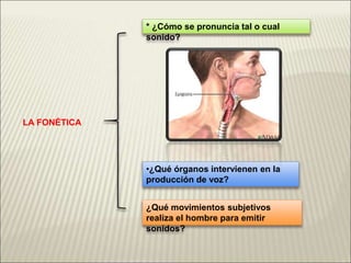 LA FONÉTICA
* ¿Cómo se pronuncia tal o cual
sonido?
•¿Qué órganos intervienen en la
producción de voz?
¿Qué movimientos subjetivos
realiza el hombre para emitir
sonidos?
 