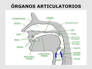 ÓRGANOS ARTICULATORIOS
 