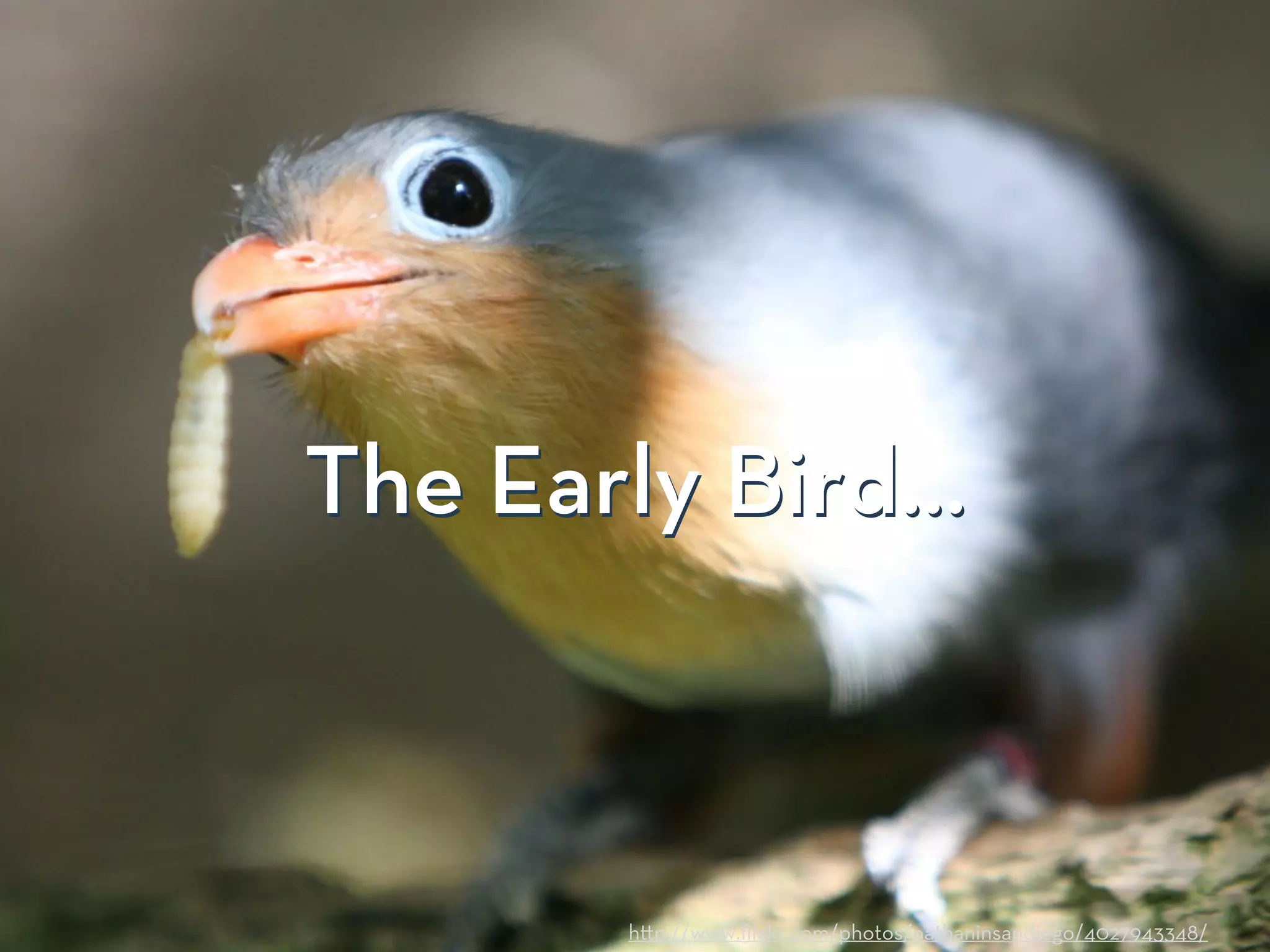 h p://www.ﬂickr.com/photos/nathaninsandiego/4027943348/
The Early Bird…The Early Bird…
 