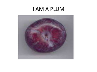 I AM A PLUM
 